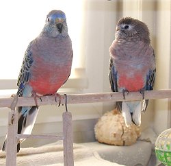 Der doppelte Kunibert