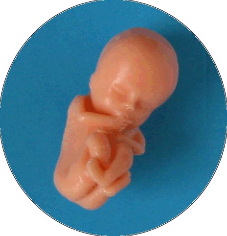 Embryo