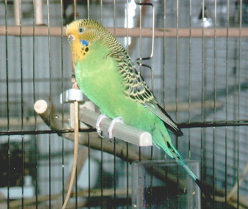 Ferdinande - faul, aber skeptisch