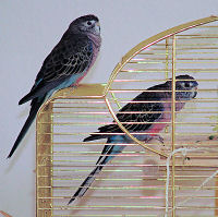 Frederic im schützenden Käfig