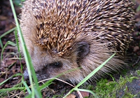 Igel