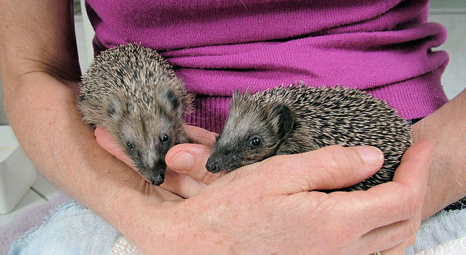 verwaiste Igelkinder