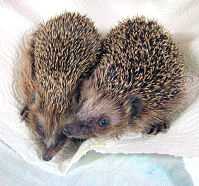 2 Mini-Igel