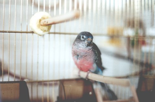 Das huebsche Kaethchen