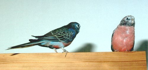 Kunibert und Rosalinde