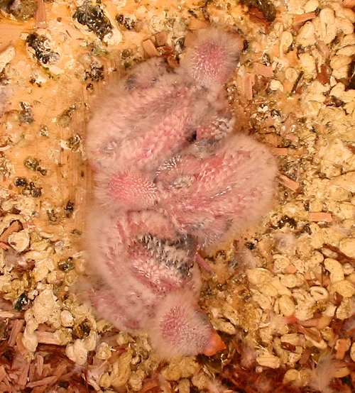 Federn sprie&szlig;en