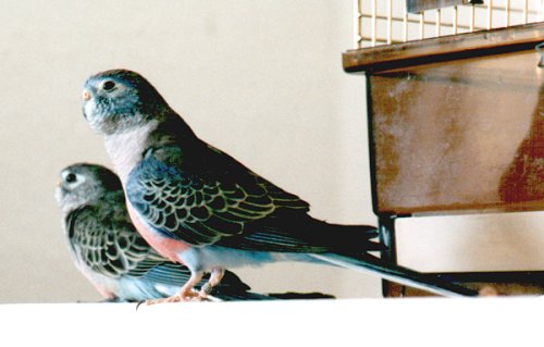 K&auml;thchens sch&ouml;ner Kunibert