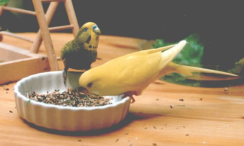 Kasimir und Hannibal beim Futtern