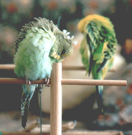 Der Neue: Punker Ferdinand