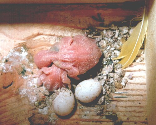 Der Nachwuchs im Nistkasten