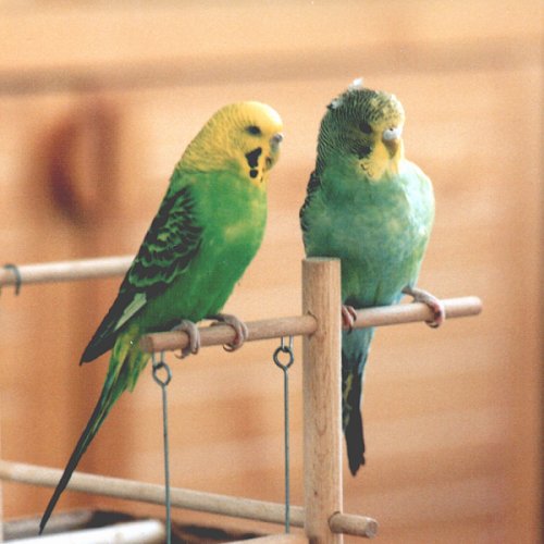 Samstag und Ferdinand auf einem Ast