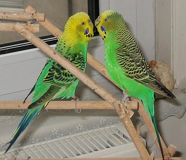 Familie Bourke: Kunibert