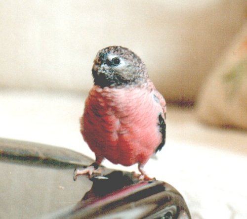 Die scheue Rosalinde