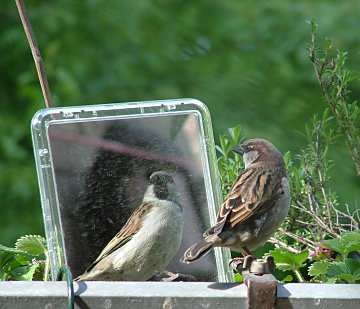 Spatz im Spiegel