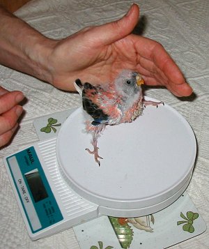 Klein-Donnerstag auf der Waage