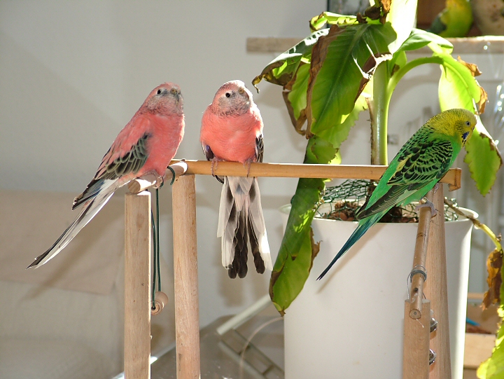 Boomer, Bibo und Nikki