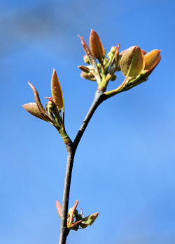 Knospende Nashi-Birne
