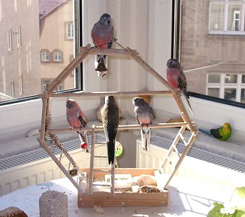 Kunibert und das Nesthäkchen