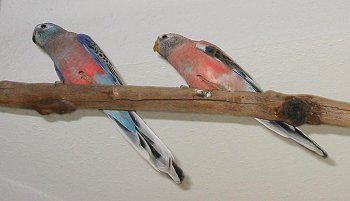 Gleichschritt