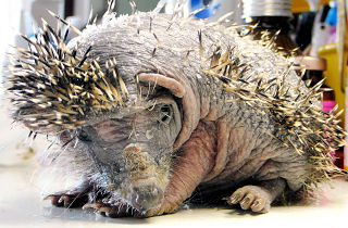 Igel Alfred mit Pilz