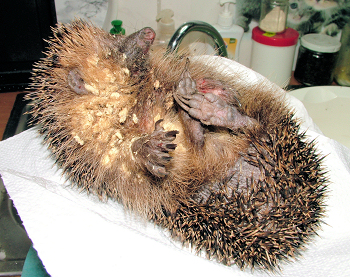 Igel mit Fliegeneier-Befall