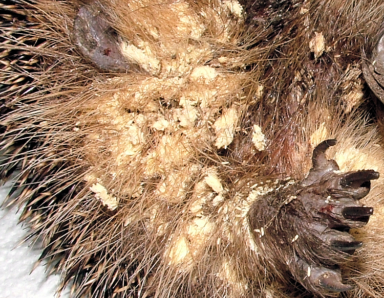Igel mit Fliegeneierbefall