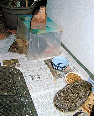 Igel an der Futterstelle