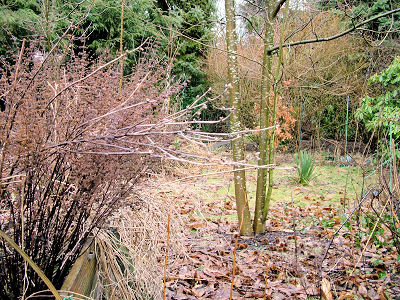 Garten im Februar