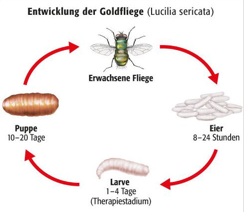 Entwicklung der Goldfliege