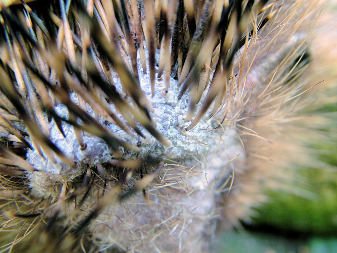 Pilz zwischen Stacheln
