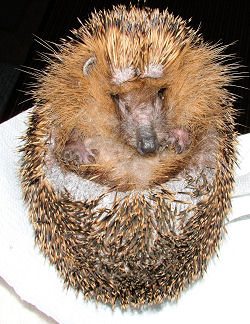 Igel mit Hautpilz