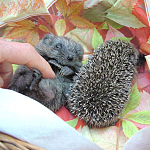 zwei Mini-Igel