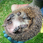 Fund-Igel