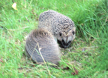 Igel beim Karussell