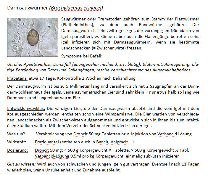 Darmsaugwurm-Ei