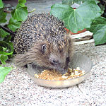 fressender Igel