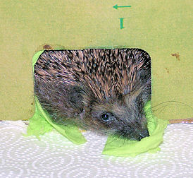 müder Igel