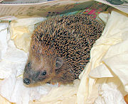 Pilzfee in ihrem Nest