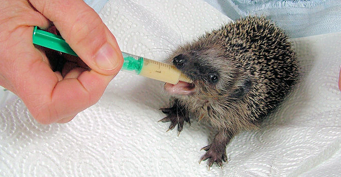 Mecki trinkt Drohnenmilch