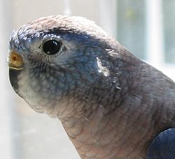 Bourkesittich Kunibert