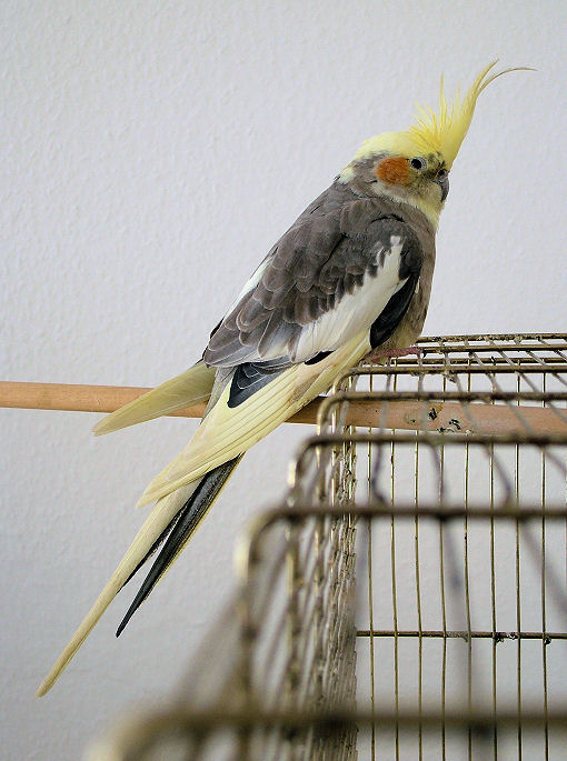 Maxi in voller Größe