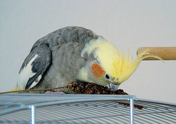 Maxi an Kolbenhirse