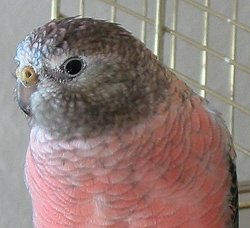Bourkesittich Rosalinde