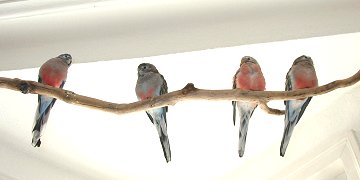 Ast-Meeting